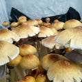 Orissa India
