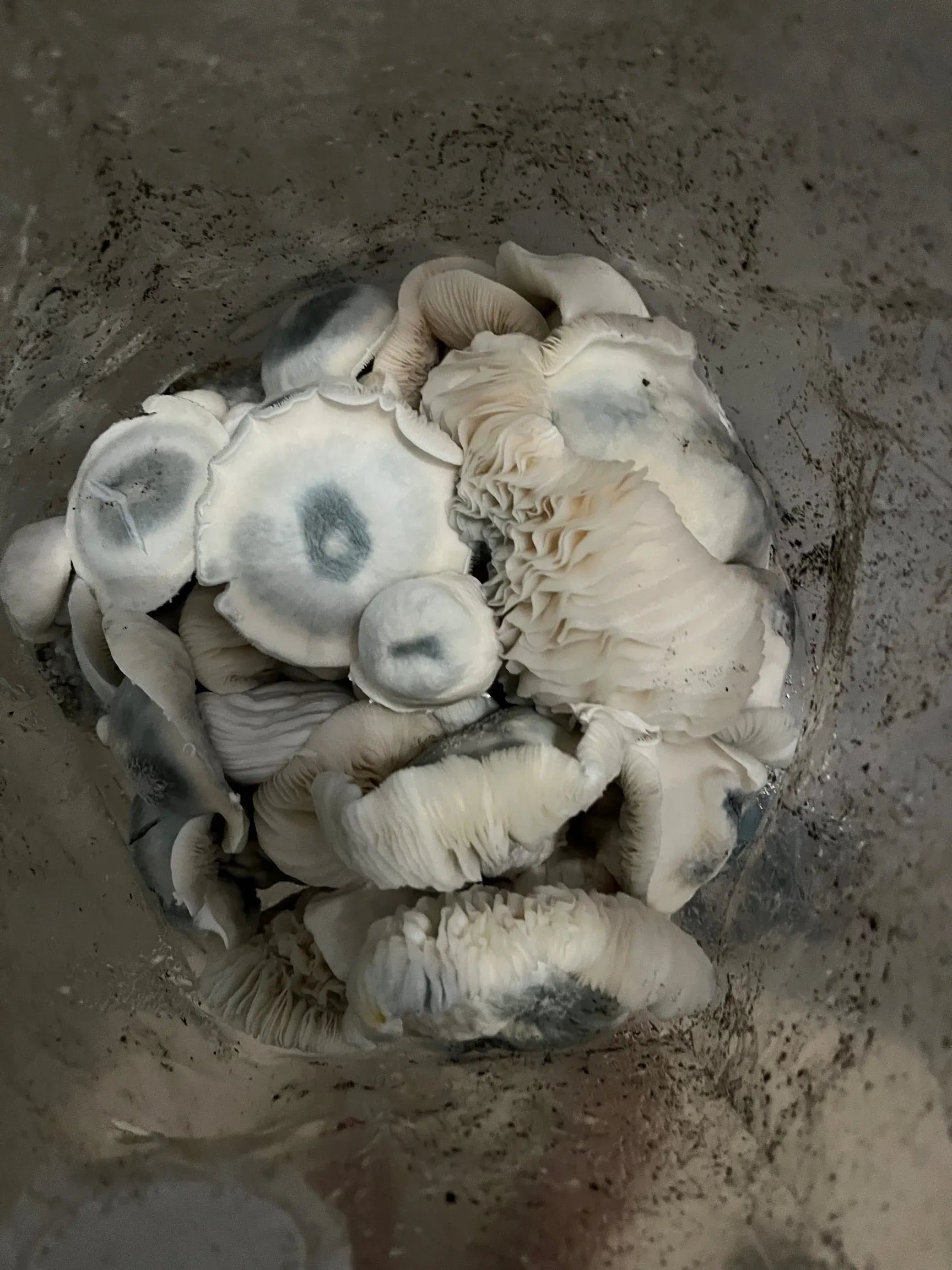 DK Substrate (7lb)