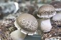 DK Super Substrate