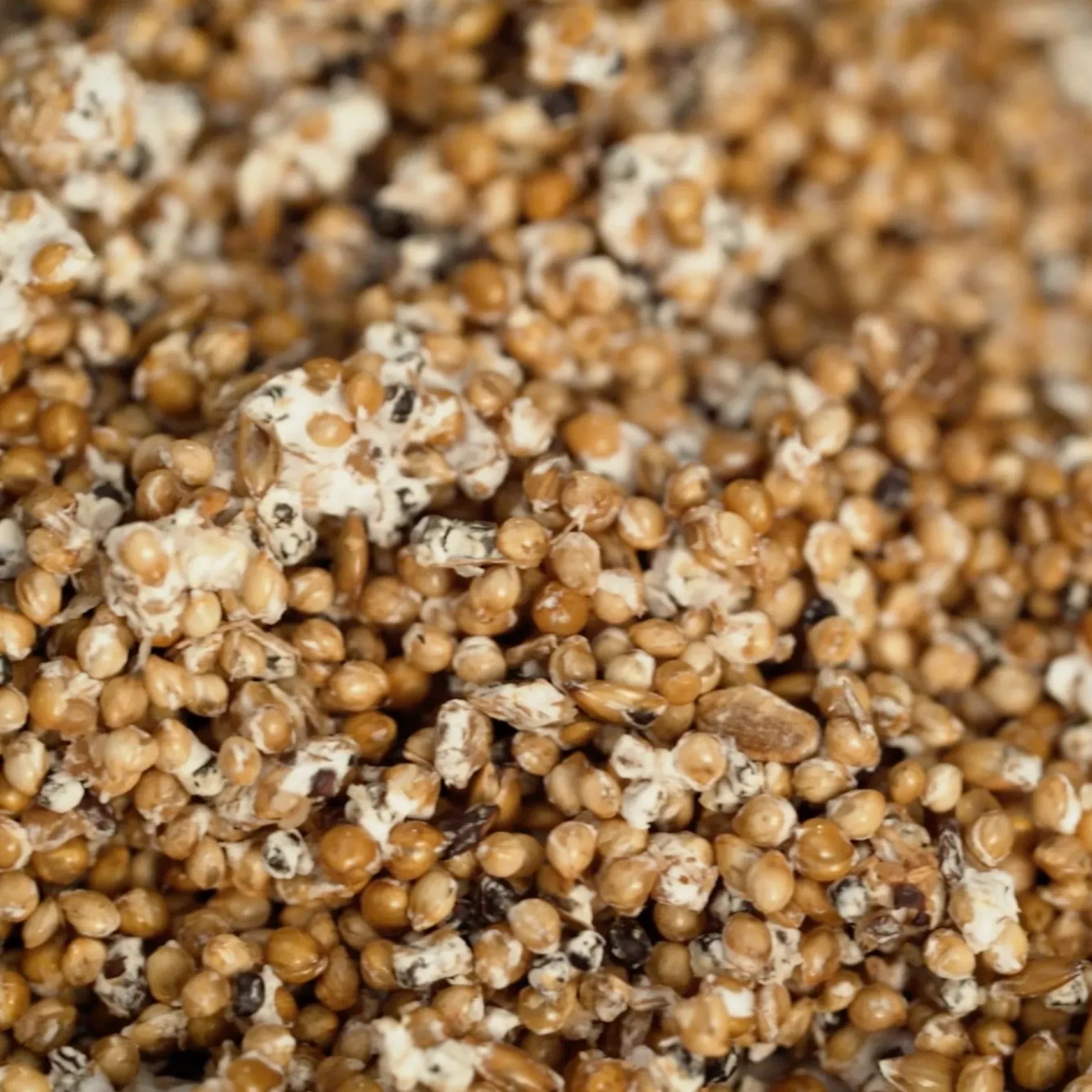 Grain Spawn Corn (3lb Bag)