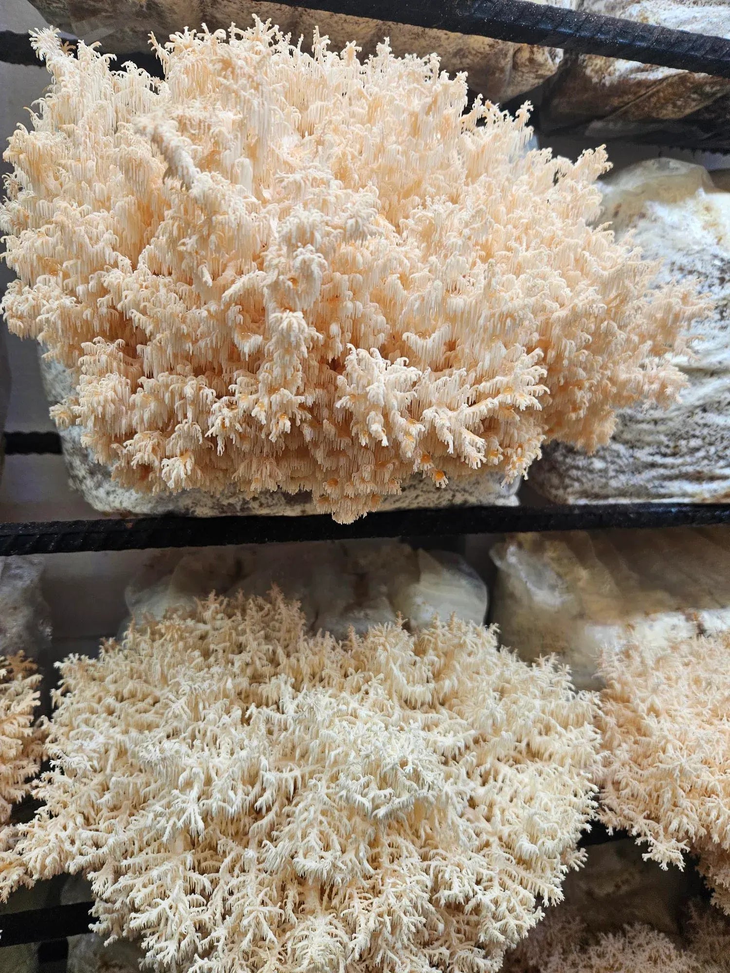 Lion's Mane