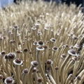 P. Tampanensis (Philosopher's Stones)