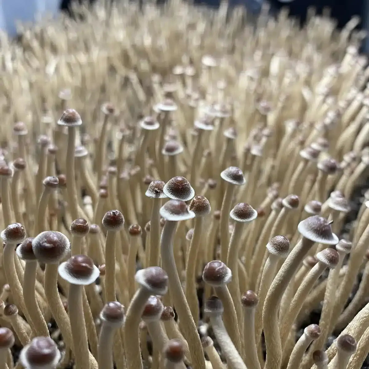 P. Tampanensis (Philosopher's Stones)