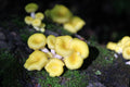 Golden Oyster